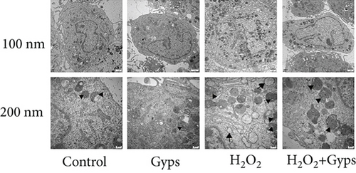 Details are in the caption following the image Details are in the caption following the image