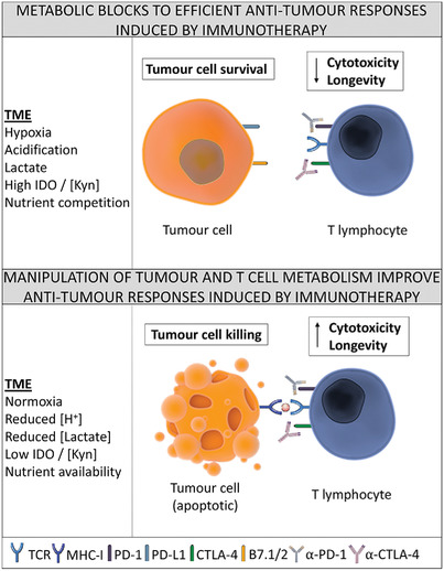 Targeting the tumor microenvironment and T cell metabolism for effective cancer immunotherapy Issue 8, 2019