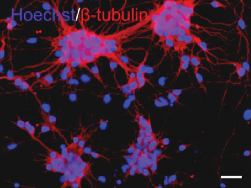 Details are in the caption following the image Details are in the caption following the image