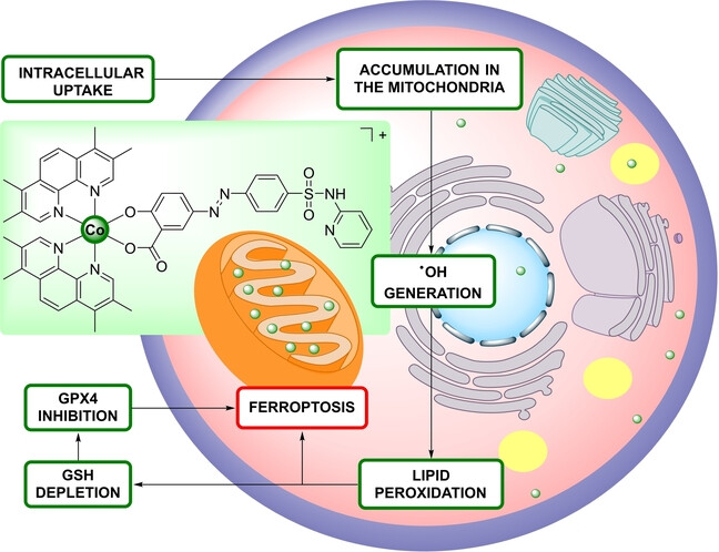 Ferroptose-induzierender Co(III) Polypyridin Sulfasalazin Komplex für die verbesserte Krebstherapie