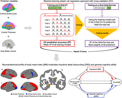 Neuroanatomical profile of BMI implicates impulsive delay discounting and general cognitive ability