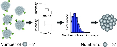 Molecular Composition of Sub-stoichiometrically Labeled α-Synuclein Oligomers Determined by Single-Molecule Photobleaching