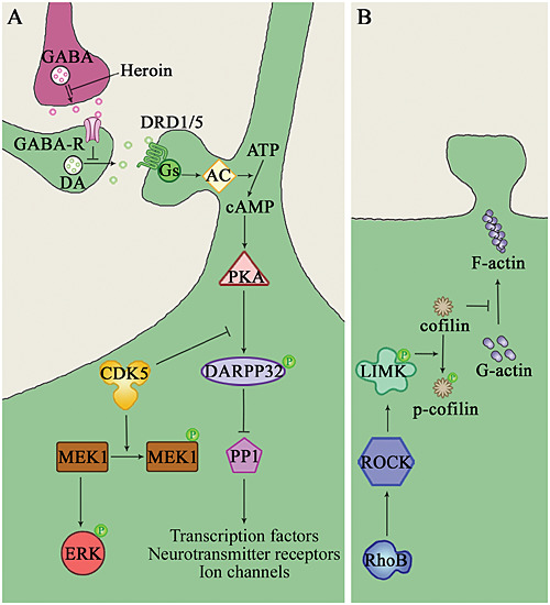 Dissociative role for dorsal hippocampus in mediating heroin self-administration and relapse through CDK5 and RhoB signaling revealed by proteomic analysis