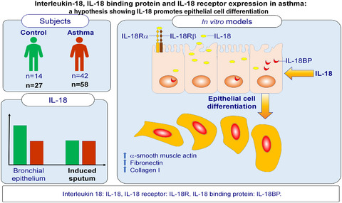 Interleukin-18, IL-18 binding protein and IL-18 receptor expression in asthma: a hypothesis showing IL-18 promotes epithelial cell differentiation