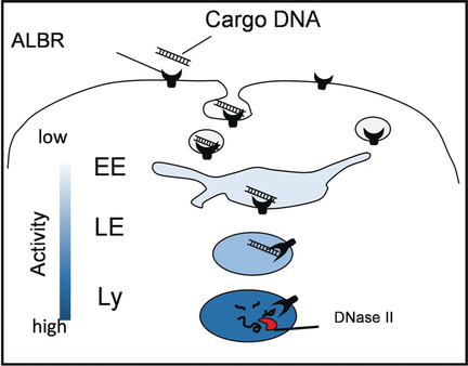 Quantitative Mapping of Endosomal DNA Processing by Single Molecule Counting