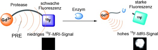Dual-Function Probe to Detect Protease Activity for Fluorescence Measurement and 19F MRI