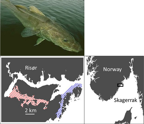 Fine-scale population differences in Atlantic cod reproductive success: A potential mechanism for ecological speciation in a marine fish