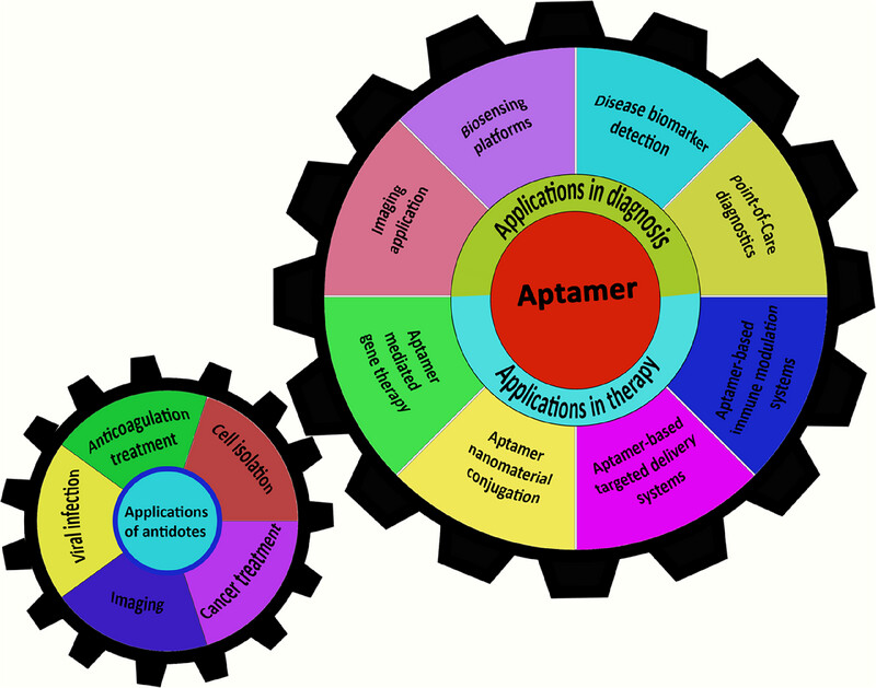 Aptamers: Design, Theory, and Applications to Diagnosis and Therapy for Diseases
