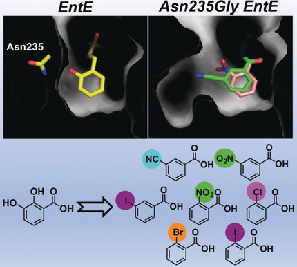 An Engineered Aryl Acid Adenylation Domain with an Enlarged Substrate Binding Pocket