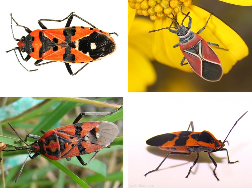 The evolutionary ecology of the Lygaeidae