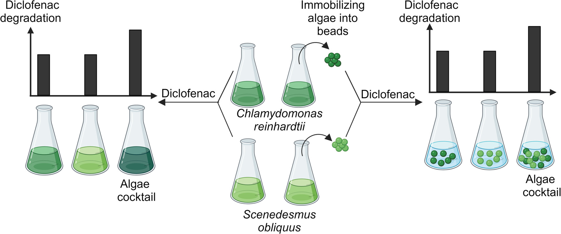 Diclofenac Degradation by Immobilized Chlamydomonas reinhardtii and Scenedesmus obliquus