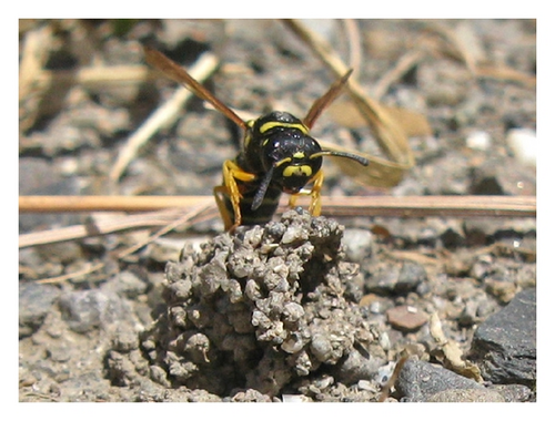 Details are in the caption following the image