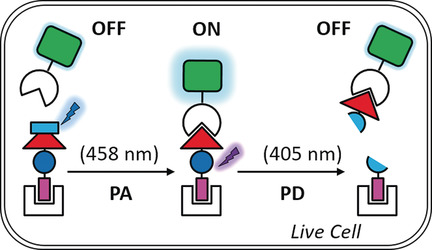 Tunable and Photoswitchable Chemically Induced Dimerization for Chemo-optogenetic Control of Protein and Organelle Positioning