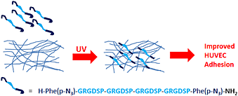 Facile and selective covalent grafting of an RGD-peptide to electrospun scaffolds improves HUVEC adhesion