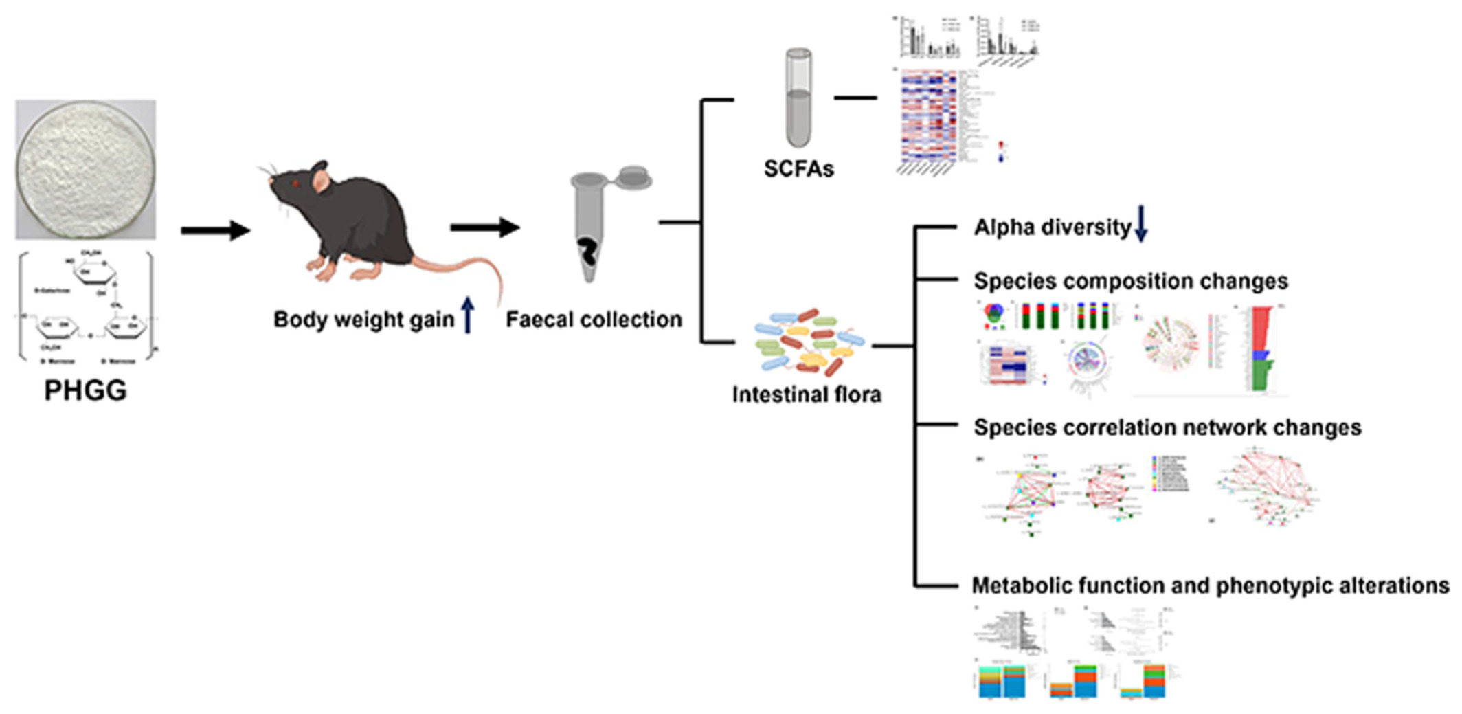 Effect of partially hydrolyzed guar gum on the composition and metabolic function of the intestinal flora of healthy mice