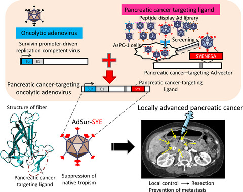 Recent advances in genetic modification of adenovirus vectors for cancer treatment