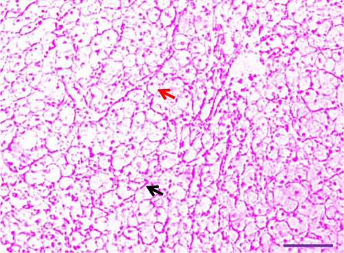 Details are in the caption following the image