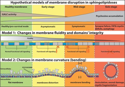 Fluid levity of the cell: Role of membrane lipid architecture in genetic sphingolipidoses