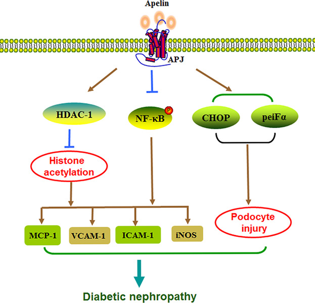 Apelin/APJ system: A novel potential therapy target for kidney disease