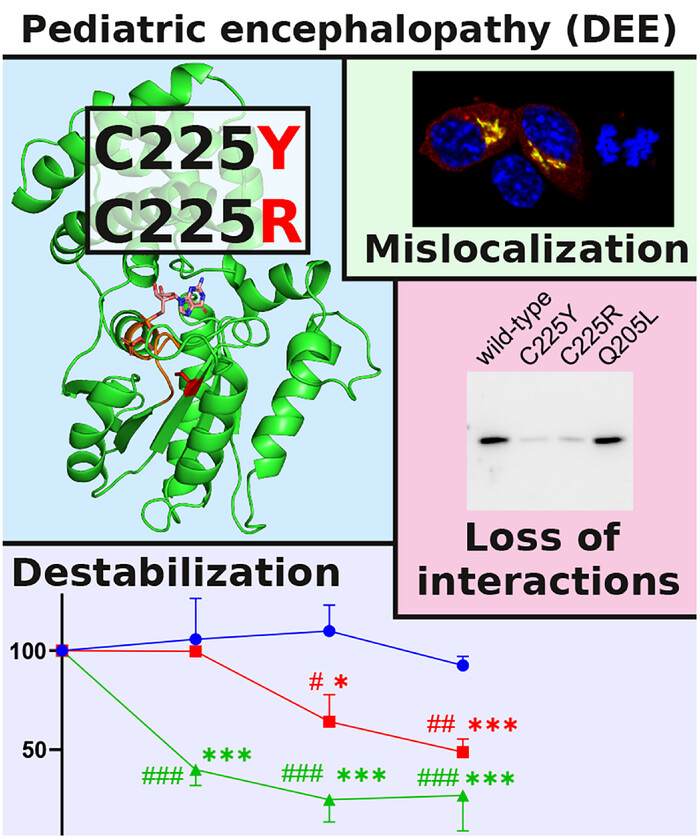 Novel Mutation at Cys225 in GNAO1-Associated Developmental and Epileptic Encephalopathies: Clinical, Molecular, and Pharmacological Profiling of Case Studies