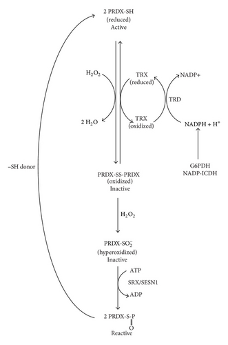 Details are in the caption following the image