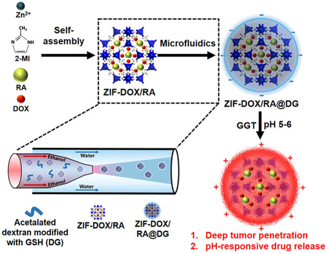 Microfluidics-Assisted Engineering of pH/Enzyme Dual-Activatable ZIF@Polymer Nanosystem for Co-Delivery of Proteins and Chemotherapeutics with Enhanced Deep-Tumor Penetration