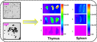 Ex vivo fluorescence imaging for the identification of rhodamine-labeled bovine serum albumin and chitosan-coated gold and silver nanoparticles