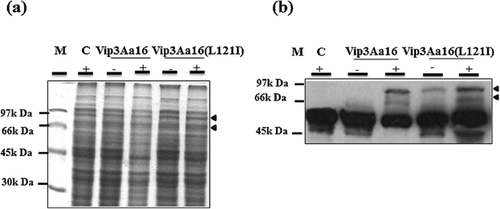 Details are in the caption following the image Details are in the caption following the image
