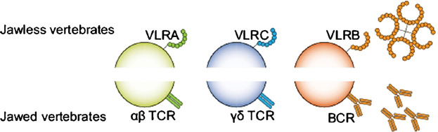 Evolution of adaptive immunity: Implications of a third lymphocyte lineage in lampreys