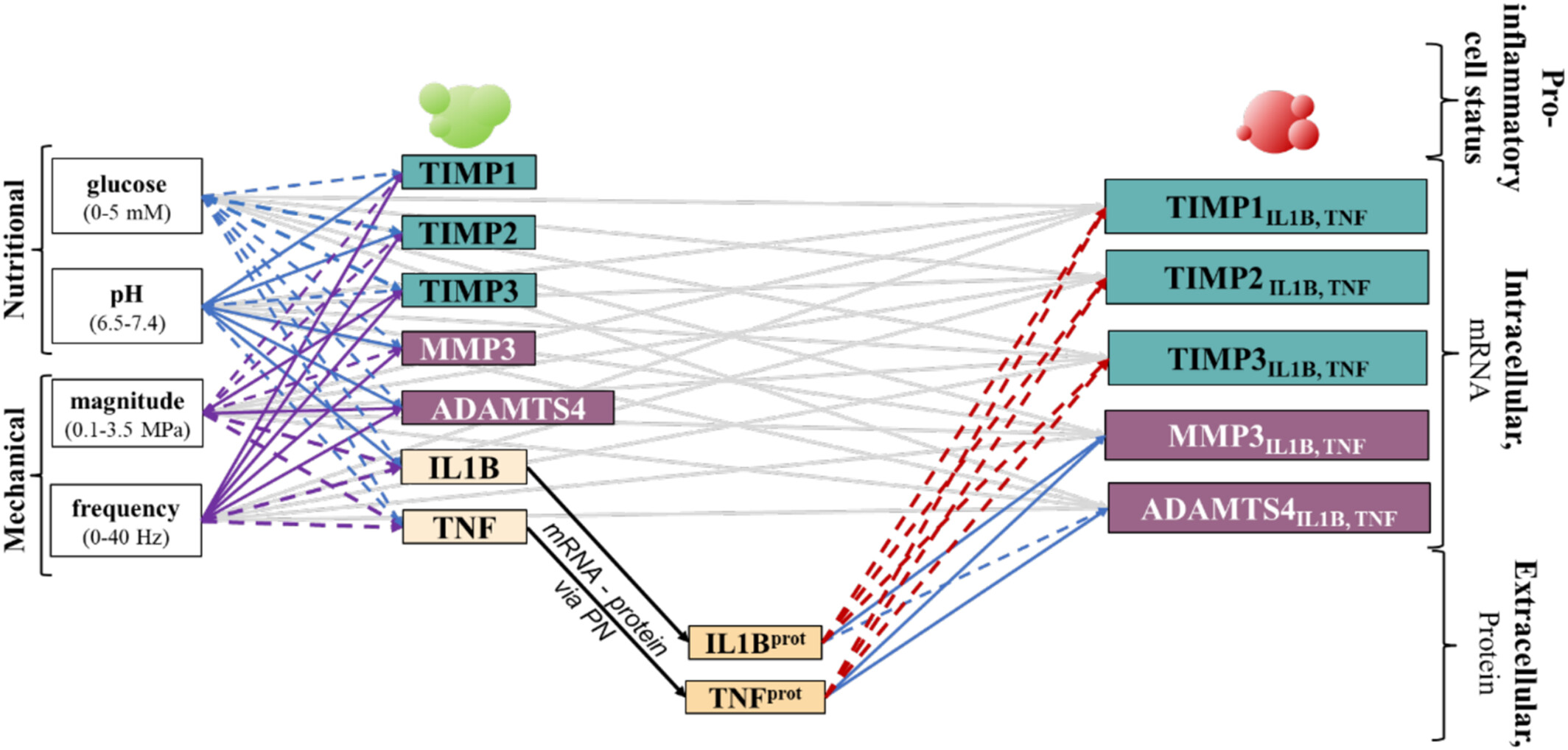 Parallel Networks to Predict TIMP and Protease Cell Activity of Nucleus Pulposus Cells Exposed and Not Exposed to Pro-Inflammatory Cytokines