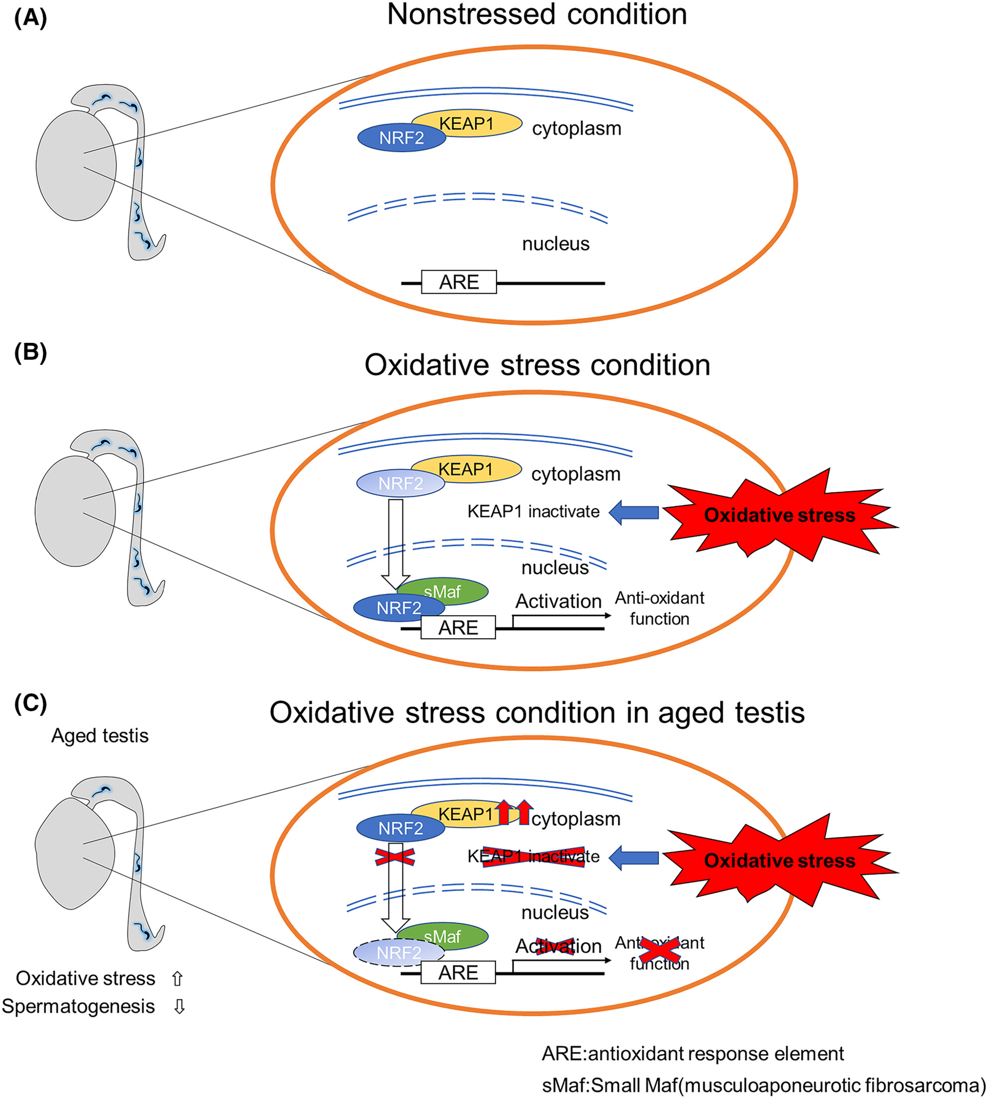 KEAP1–NRF2 system regulates age-related spermatogenesis dysfunction