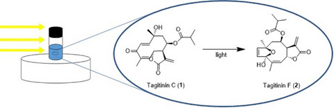 Fast and Efficient Method to Obtain Tagitinin F by Photocyclization of Tagitinin C