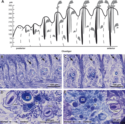 Details are in the caption following the image Details are in the caption following the image