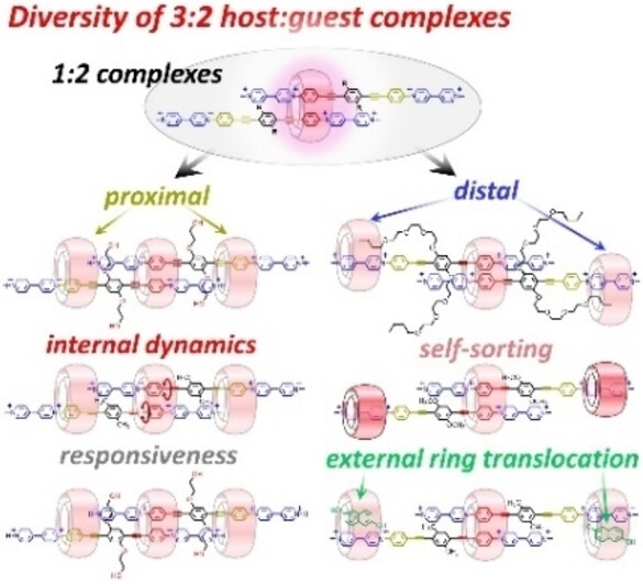 Internal Dynamics and Modular Peripheral Binding in Stimuli-Responsive 3 : 2 Host:Guest Complexes