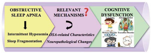 Disease characteristics and neuropathological changes associated with cognitive dysfunction in obstructive sleep apnea