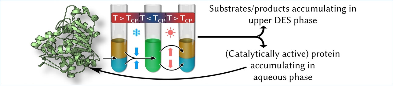 A Deep Eutectic Solvent Thermomorphic Multiphasic System for Biocatalytic Applications