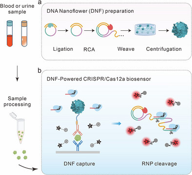 DNA Nanoflower-Powered CRISPR/Cas12a Biosensing Platform for Ultrasensitive Protein Detection in Clinical Samples