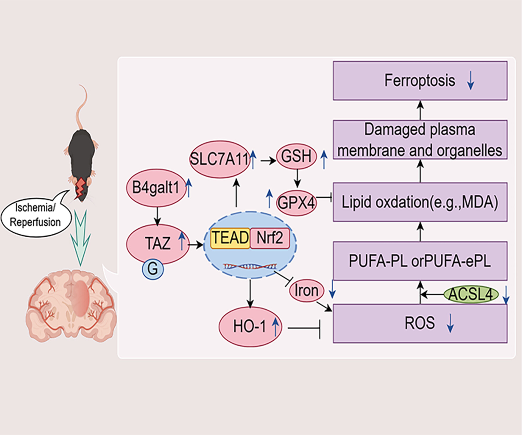 β-1,4-Galactosyltransferase 1 protects against cerebral ischemia injury in mice by suppressing ferroptosis via the TAZ/Nrf2/HO-1 signaling pathway
