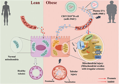 Circulating B Cell-Derived Small RNA Delivered by Extracellular Vesicles: A Dialogue Mechanism for Long-Range Targeted Renal Mitochondrial Injury in Obesity