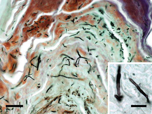Details are in the caption following the image Details are in the caption following the image
