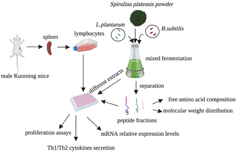 The immune-enhancing potential of peptide fractions from fermented Spirulina platensis by mixed probiotics