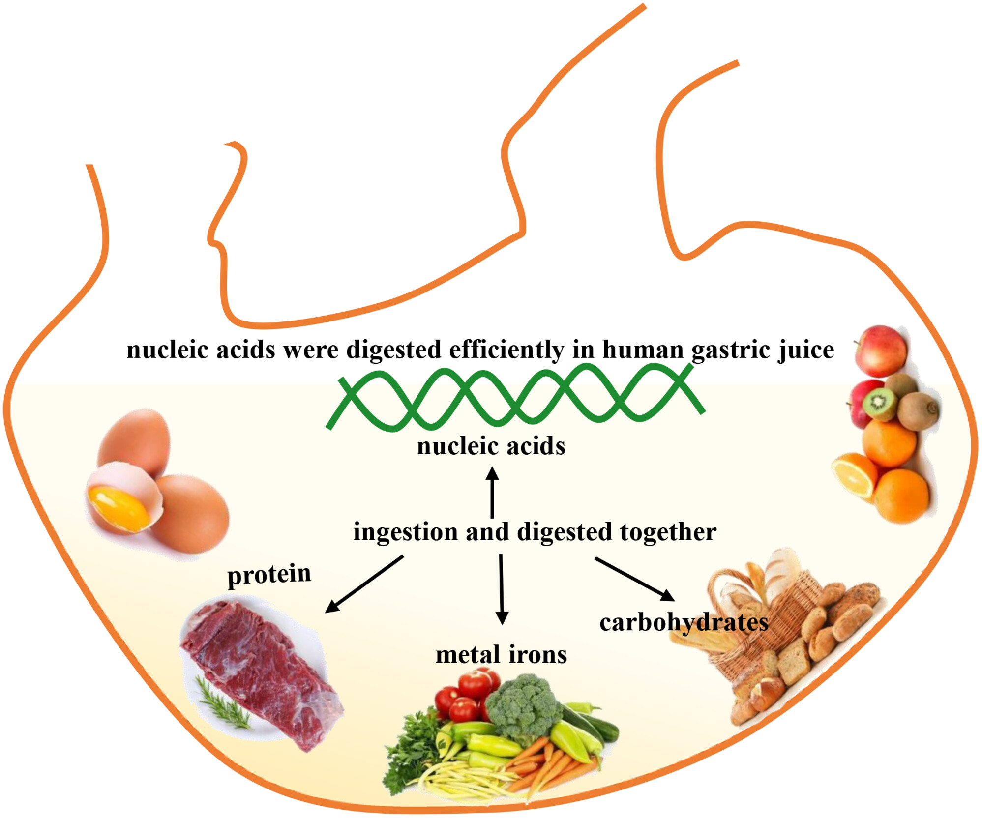 Evaluating the effect of food components on the digestion of dietary nucleic acids in human gastric juice in vitro