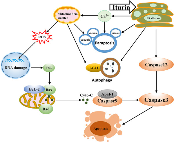 Iturin A-like lipopeptides from Bacillus subtilis trigger apoptosis, paraptosis, and autophagy in Caco-2 cells