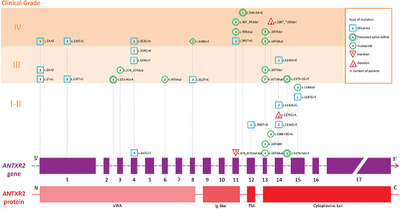 Hyaline fibromatosis syndrome: Clinical update and phenotype–genotype correlations