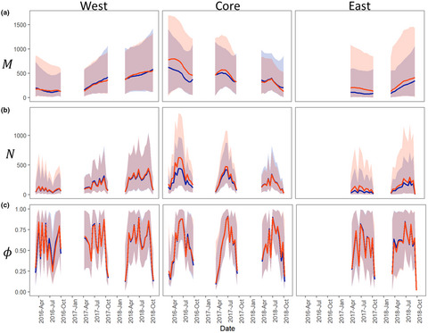 Open removal models with temporary emigration and population dynamics to inform invasive animal management