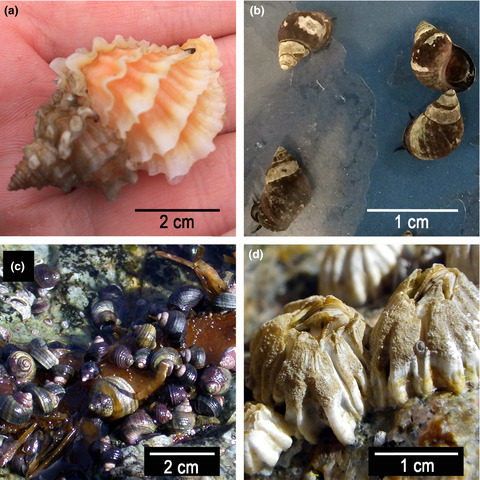 Implications of acute temperature and salinity tolerance thresholds for the persistence of intertidal invertebrate populations experiencing climate change