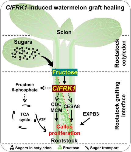 Details are in the caption following the image