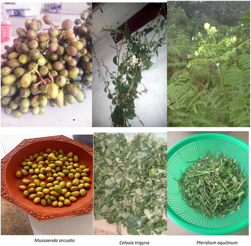 Details are in the caption following the image Details are in the caption following the image