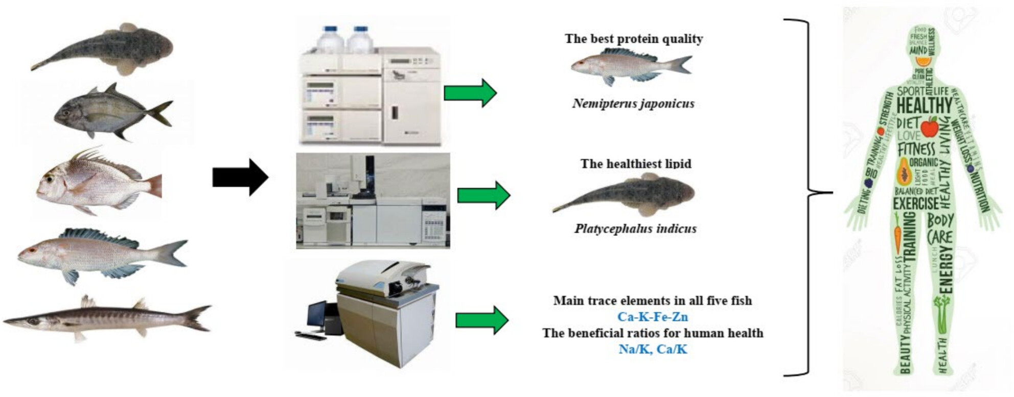 Evaluation of the Nutritional Quality of the Five Commercial Fish Species From the Persian Gulf From Human Health Perspective