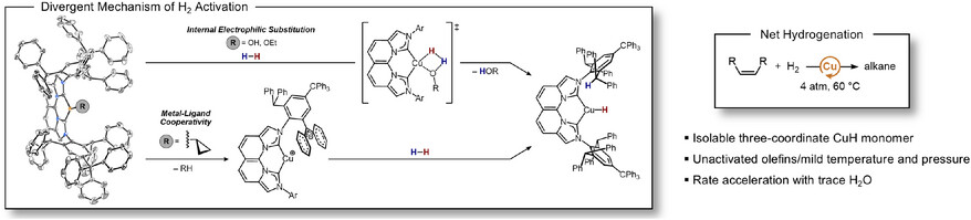 Trigonal Planar <i>Bis</i>(carbene)Cu(I) Complexes Enable Divergent H2 Activation with H2O for Accelerated Olefin Hydrogenation